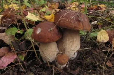 Правительство России хочет отобрать грибы и ягоды у народа