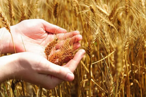 Собираем урожай: как привлечь богатство в дом