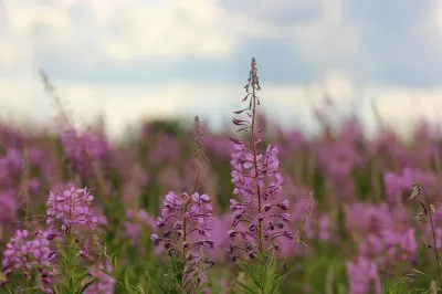 Кипрей (Иван Чай) - исконно русский напиток без кофеина: свойства, сбор, заготовка