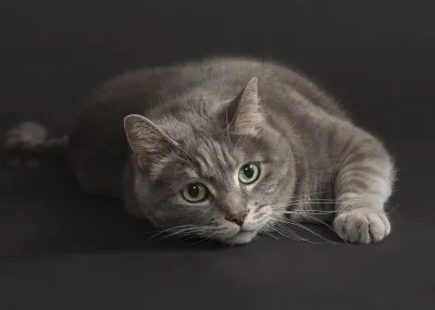 Как выбрать кличку для кота