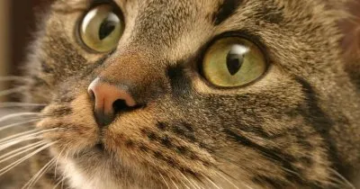 Стригущий лишай у кошек: действенное лечение Итрафунголом