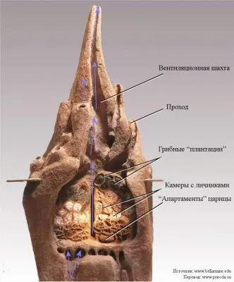 Существует ли коллективный разум населения планеты?