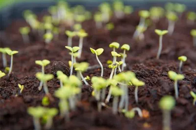 Посадка семян: 5 способов ускорить прорастание