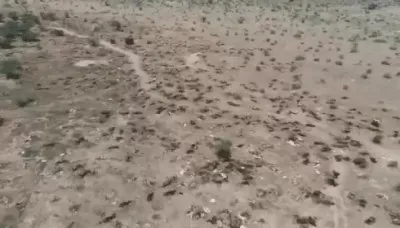 Массовый мор коров в Индии