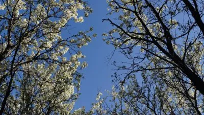 Дивный сад, которому обязательно быть